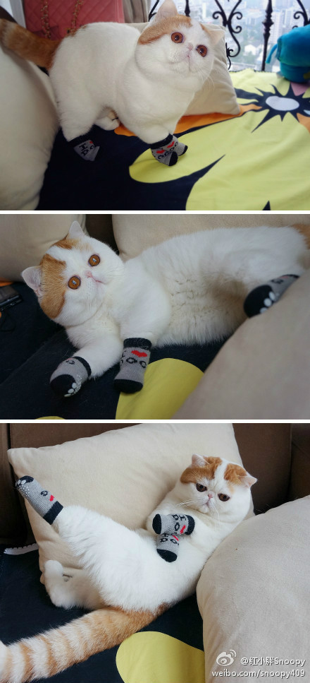对手教练吐槽：塞内加尔球员雪地奔跑像猎豹，塞内加尔国家队百科