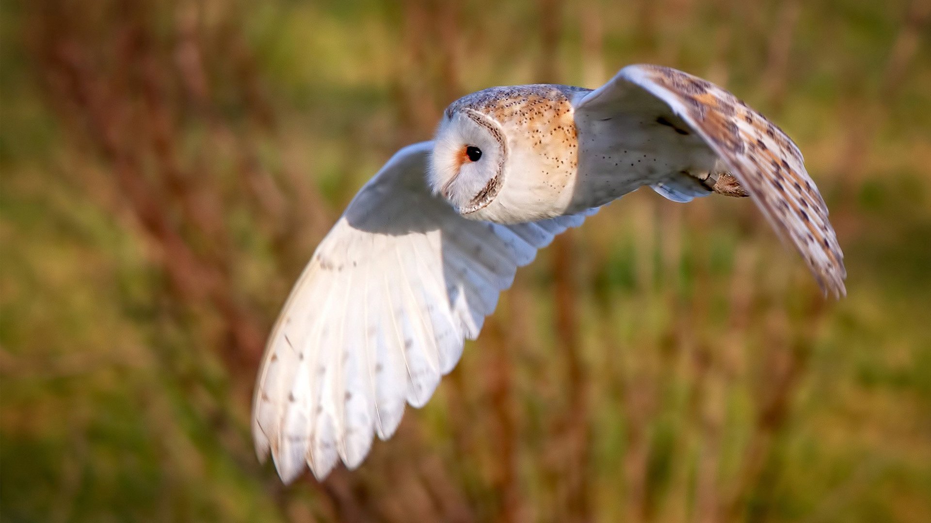 俱乐部的未来：足球产业的商业趋势，足球俱乐部的经营模式